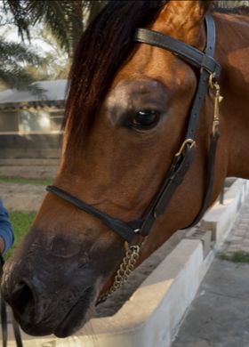 Beta Training Halter with Leather Rolled Nose