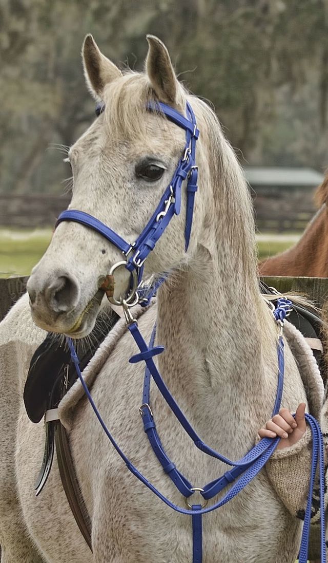 Halter Bridles